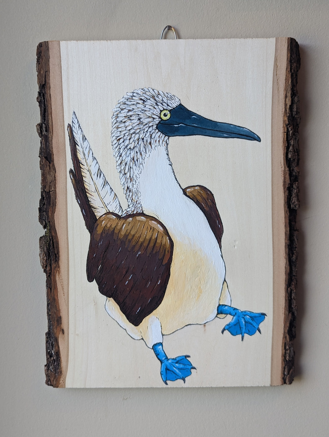 Blue footed booby