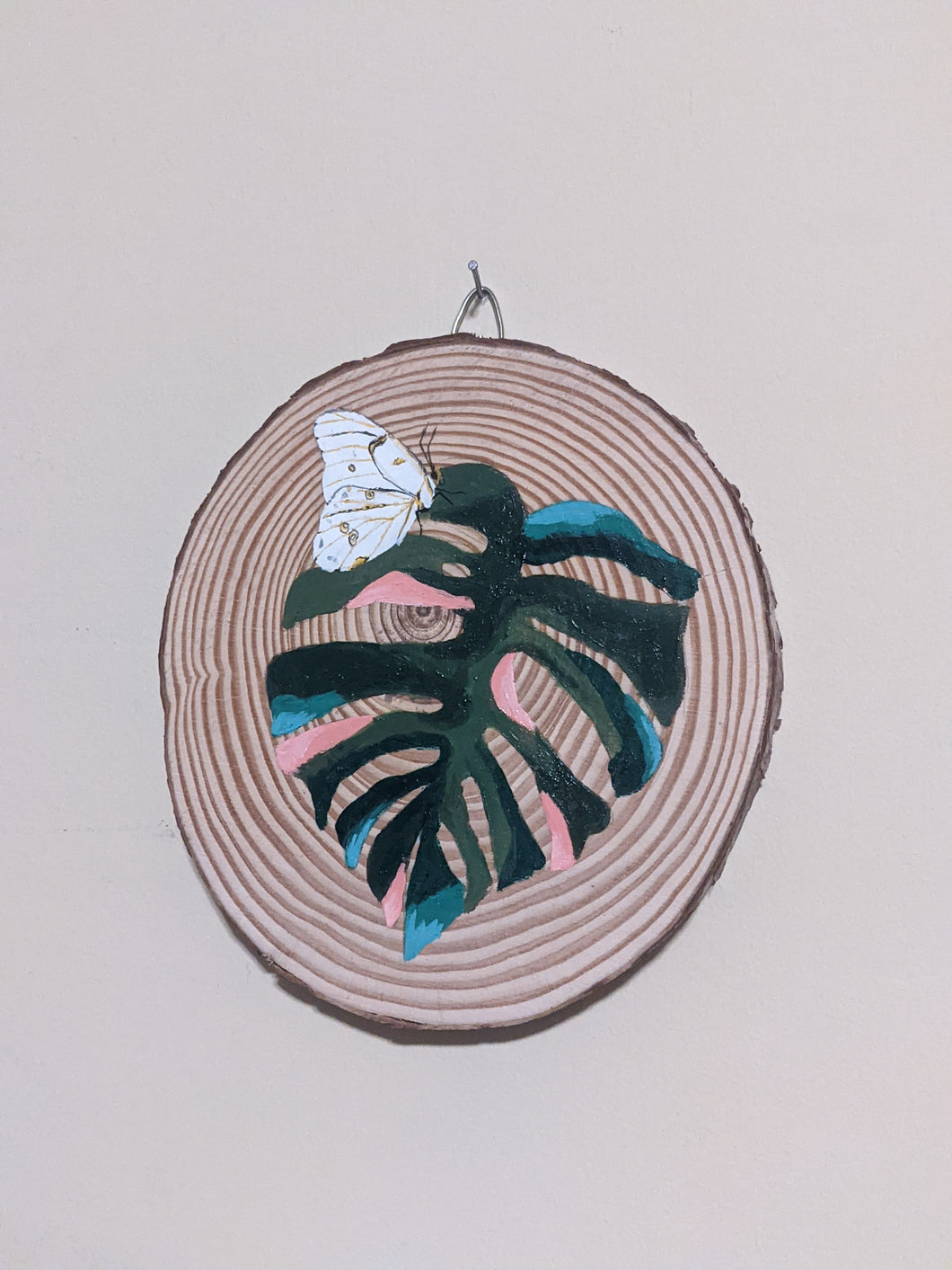 Pink Variegated Monstera