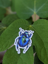 Load image into Gallery viewer, Blue Beetle
