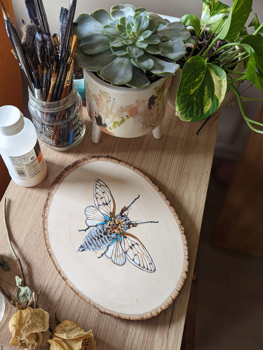 White Ghost Cicada